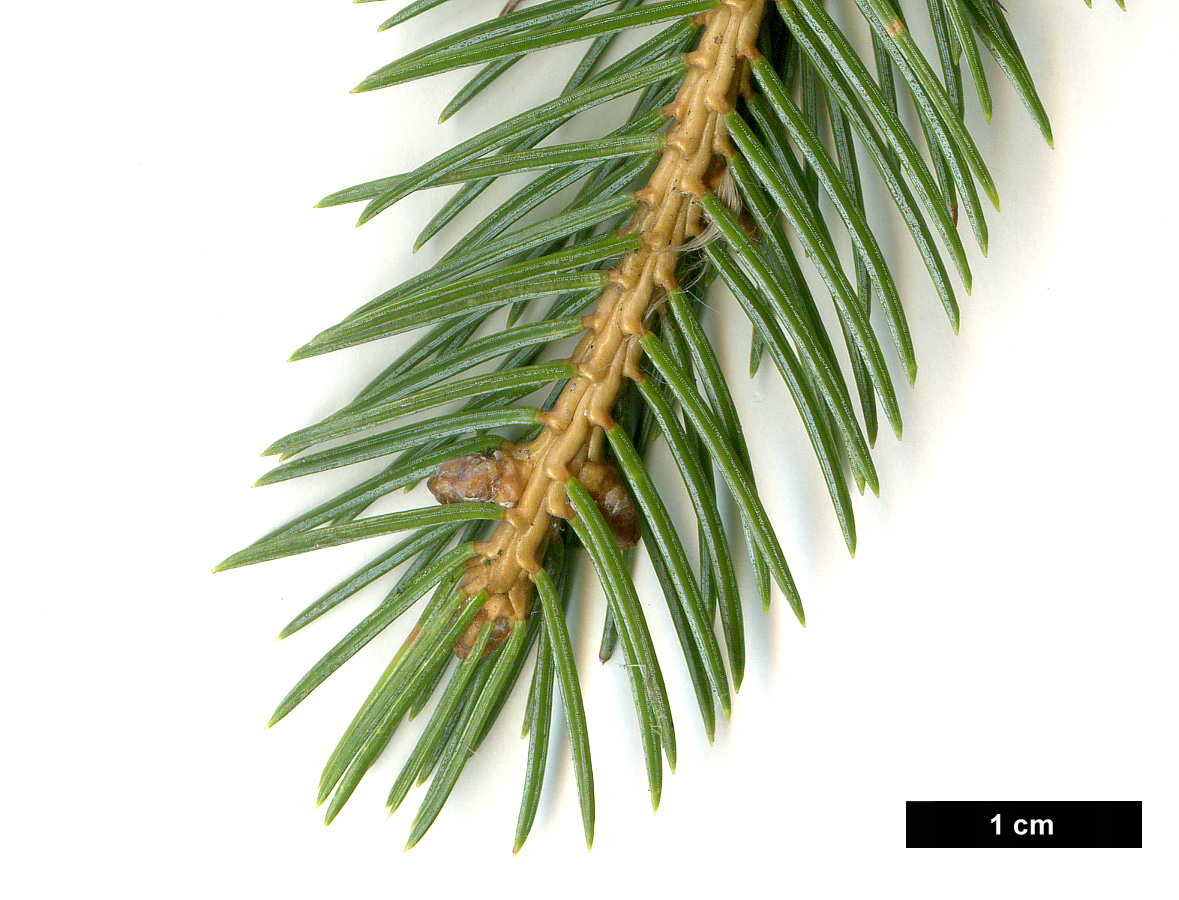 High resolution image: Family: Pinaceae - Genus: Picea - Taxon: alcoquiana - SpeciesSub: var. acicularis